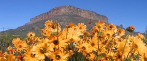 Namaqua West Coast Region info