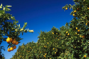Citrusdal citrus wêreld
