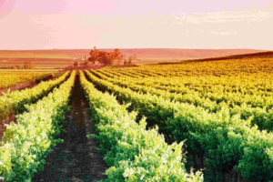 Lutzville Vineyards