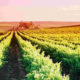 Lutzville Vineyards